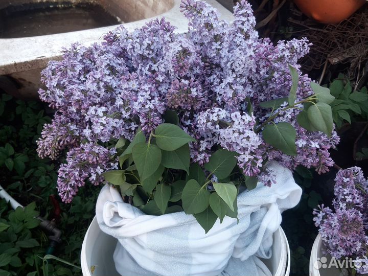 Букет из сирени