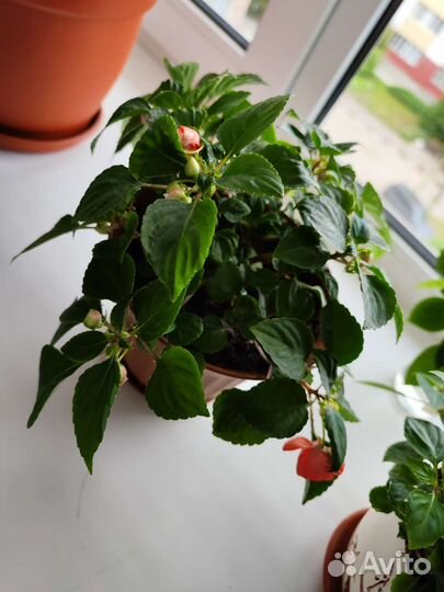 Замиокулькас