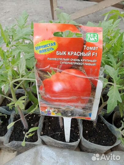 Рассада помидоров томатов