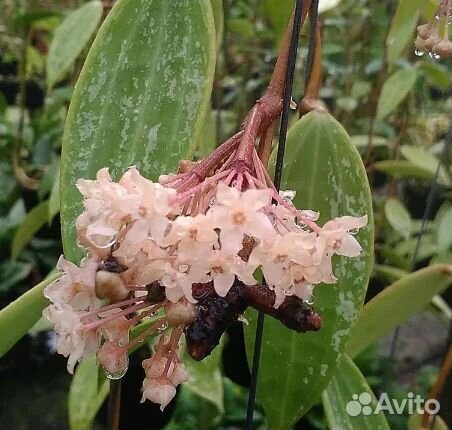 Хойя Rangsang d 10