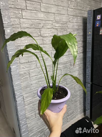 Спатифиллум