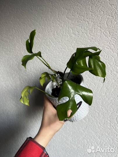 Монстера минима/рафидофора