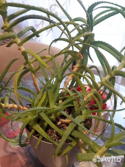 Цветок алоэ