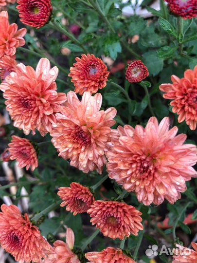 Хризантема мультифлора