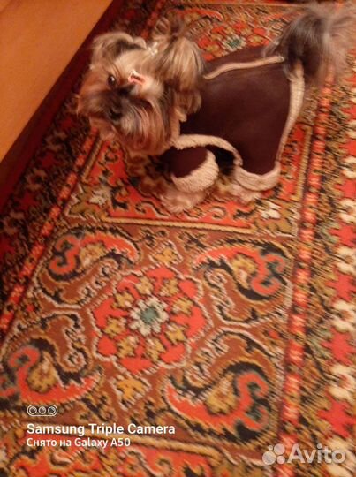 Комбензон -дублёнка для собачки весом 3-5кг