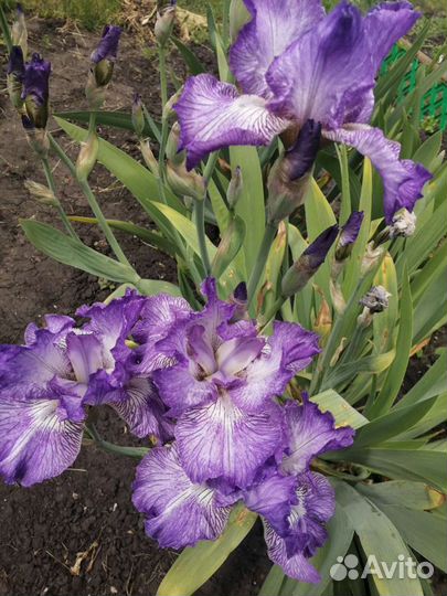 Ирисы