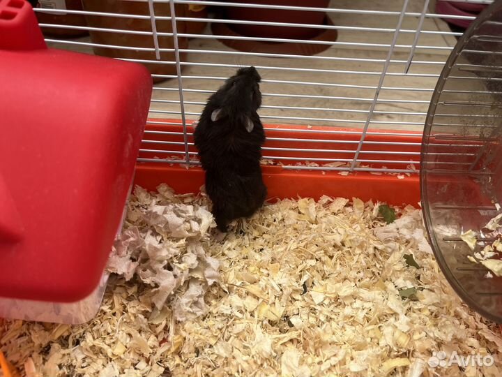 Хомяк с клеткой