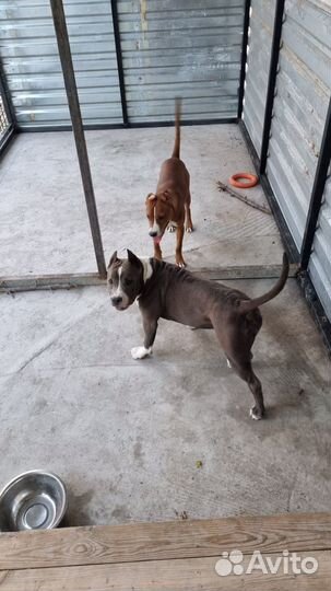 Передержка собак в домашних условиях