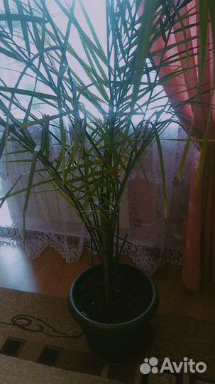 Финиковая пальма