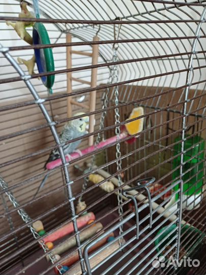 Волнистый попугай- самка