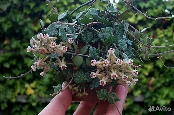 Хойя Куртиси Curtisii