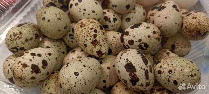 Перепелята 3недельные