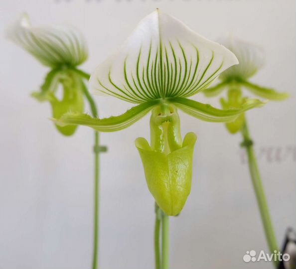 Орхидея пафиопедилум Maudiae