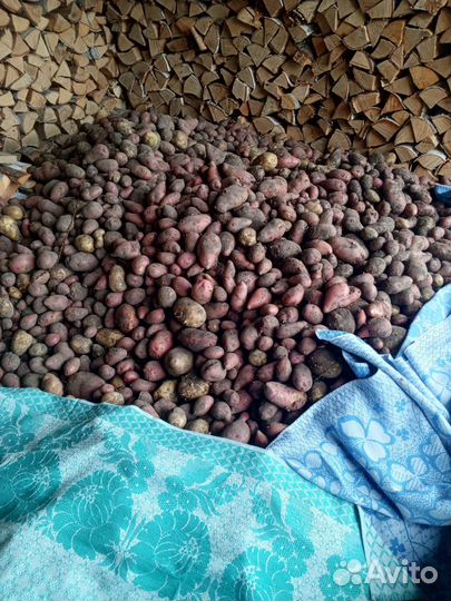 Продам картофель