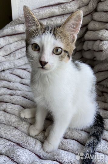 Котята в добрые руки бесплатно мальчик