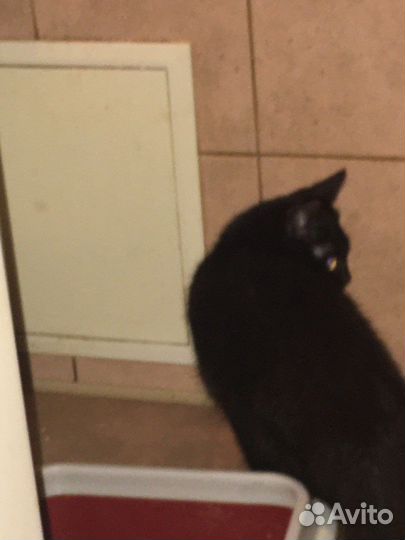 Котенок-девочка