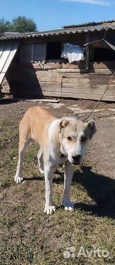 Молодые кобели