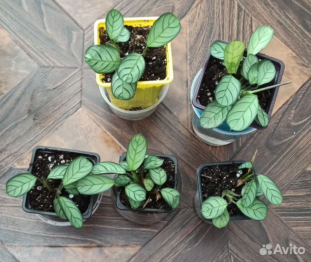 Комнатные растения