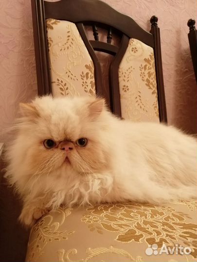 Красавец жених (Вязка)