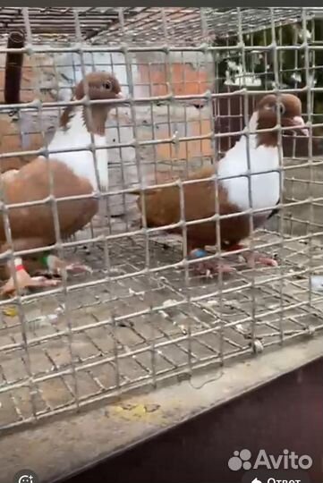 Продажа голубей