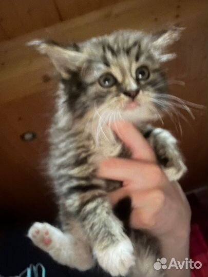 Котенок девочка в добрые руки