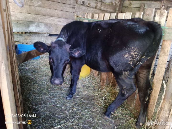 Телка 6 месяцев
