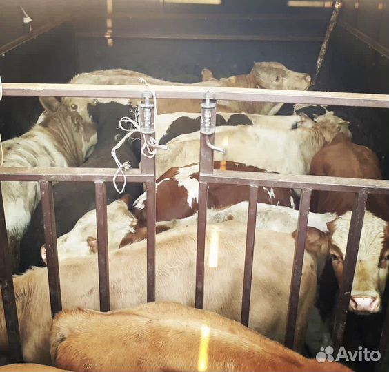 Бычки и телки от 5 до 10 месяцев