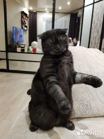 Шотландский кот отдам