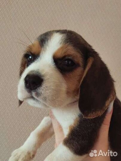 Бигль девочка РКФ