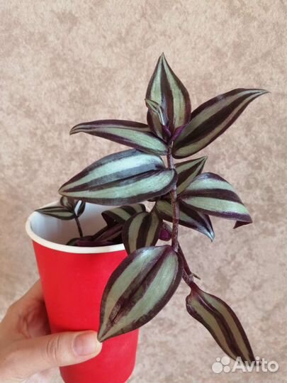 Традесканция зебрина