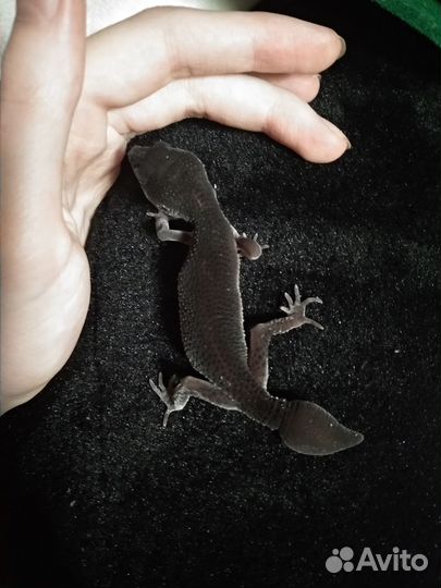 Эублефар Black Night