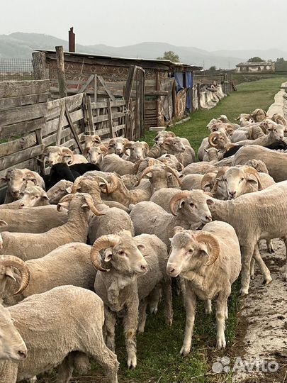 Овцы бараны ягнята