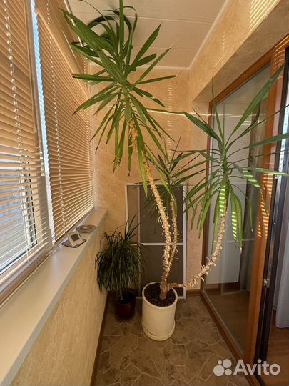 Комнатные цветы юкка