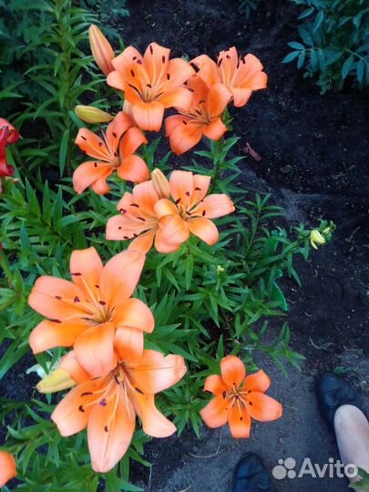 Лилии, лилейник, хоста, примула, пион