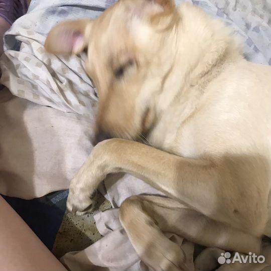 Белочку в добрые ручки