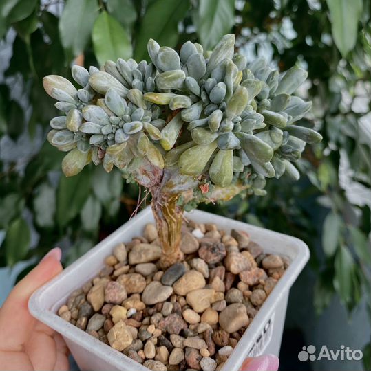 Эхеверии, суккуленты