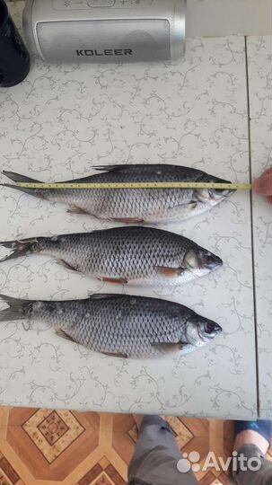 Плотва вяленая отборная.Высший сорт