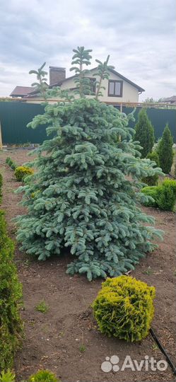 Ель (разные сорта)