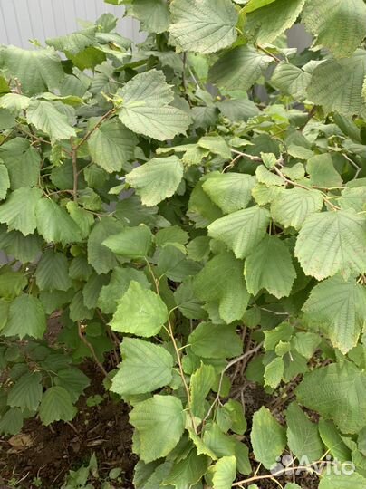 Дубы, цветы, виктория, Смородина, абрикос, лещина