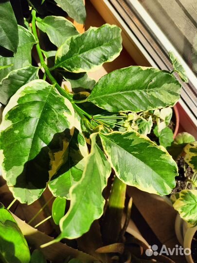 Хойя мультифлора вариегата