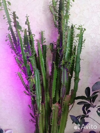 Кактус молочай