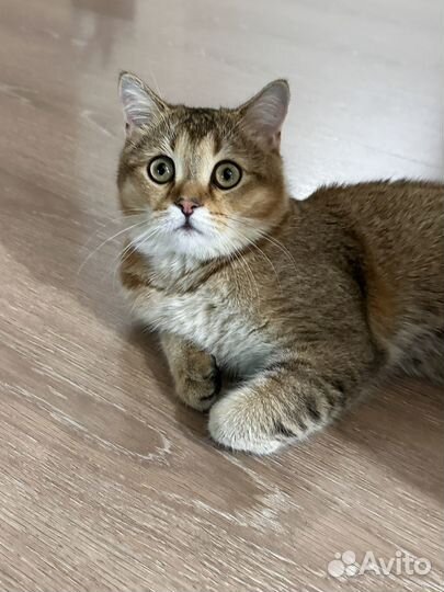 Кот на вязку
