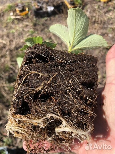 Клубника саженцы