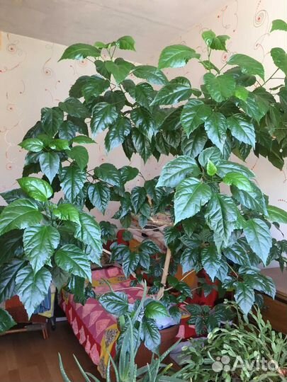 Чайная роза