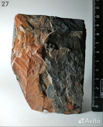 Палеонтология окаменелость Семенные папоротники