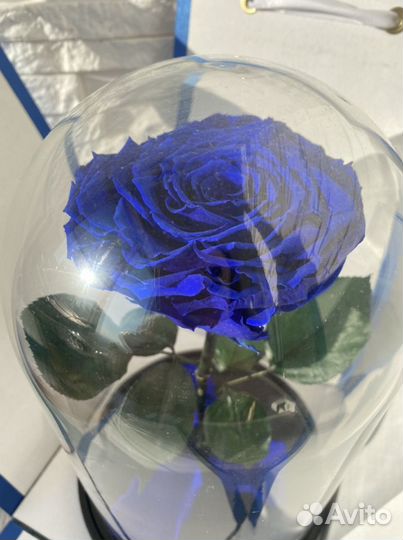 Роза в колбе Queen