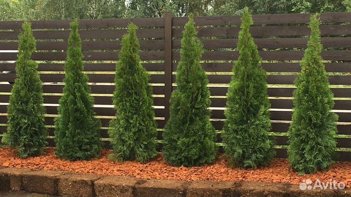 Туи смарагд