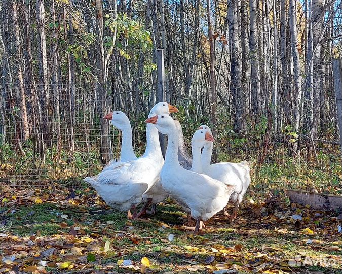 Холмогорские гуси