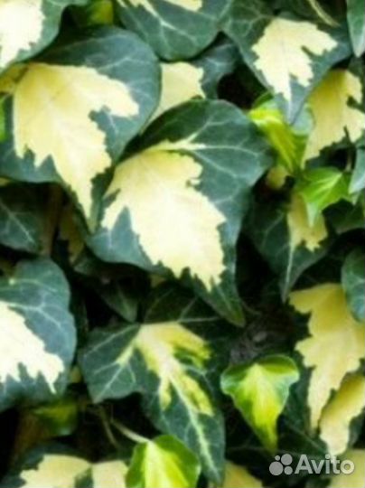 Сортовые плющи, разные виды