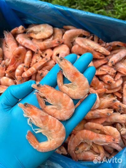 Креветка Королевская 50/70